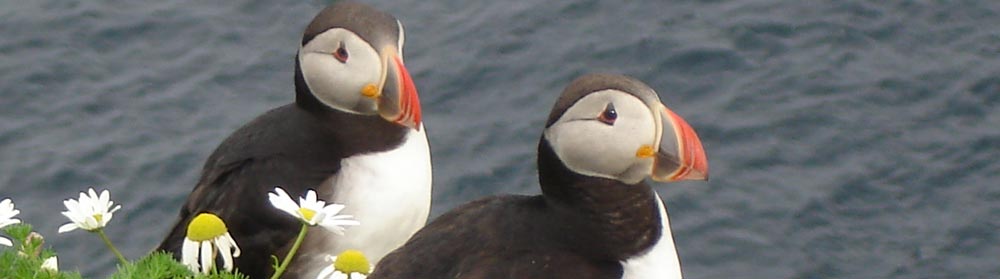 Puffins