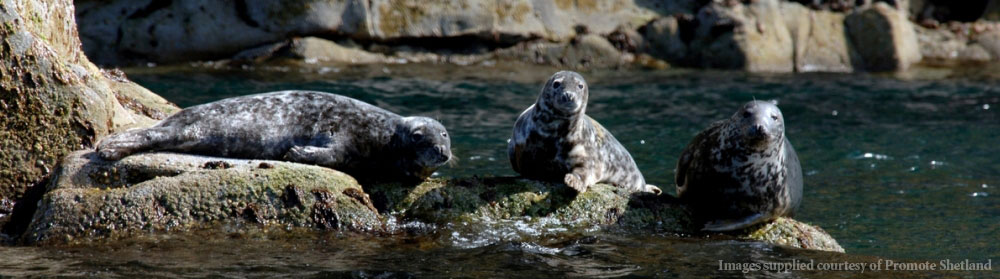 Common seals